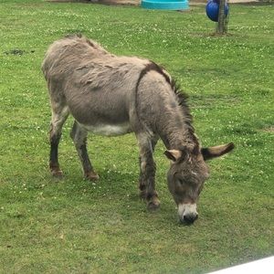 Meet your Posher, Kandi